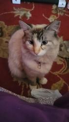 Lost Female Cat last seen 12th St and Butler, Phoenix, AZ 85020