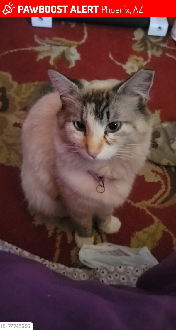Lost Female Cat last seen 12th St and Butler, Phoenix, AZ 85020