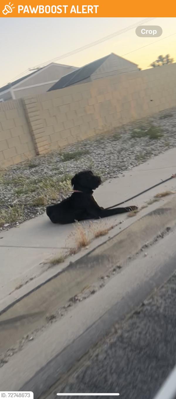 Found/Stray Unknown Dog last seen E AVENUE H-12 Lancaster Ca behind mobile s , Los Angeles County, CA 93535