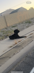 Found/Stray Unknown Dog last seen E AVENUE H-12 Lancaster Ca behind mobile s , Los Angeles County, CA 93535