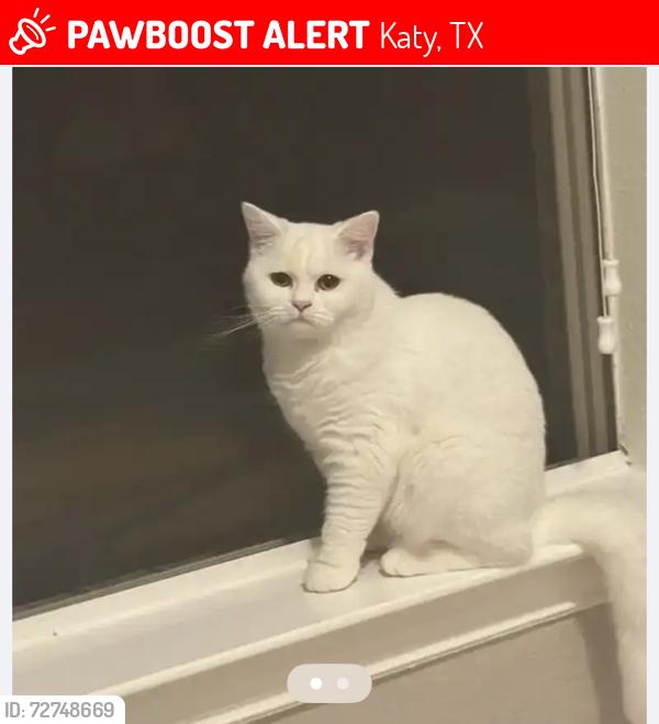 Lost Female Cat last seen Near custard apple trail 77494 katy tx, Katy, TX 77494