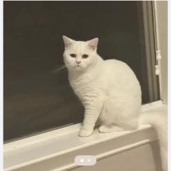 Lost Female Cat last seen Near custard apple trail 77494 katy tx, Katy, TX 77494