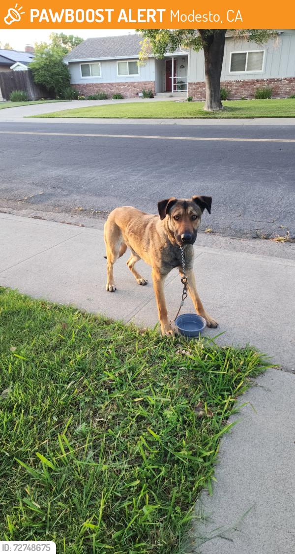 Found/Stray Female Dog last seen Mount Vernon drive between college & Tully , Modesto, CA 95350