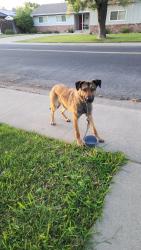Found/Stray Female Dog last seen Mount Vernon drive between college & Tully , Modesto, CA 95350