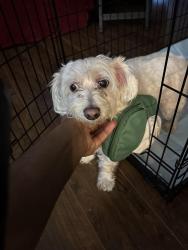 Found/Stray Male Dog last seen May Pen Road and Overton Road, Louisville, KY 40228