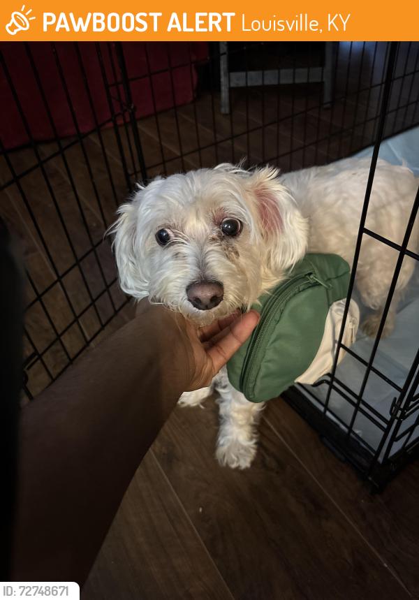 Found/Stray Male Dog last seen May Pen Road and Overton Road, Louisville, KY 40228