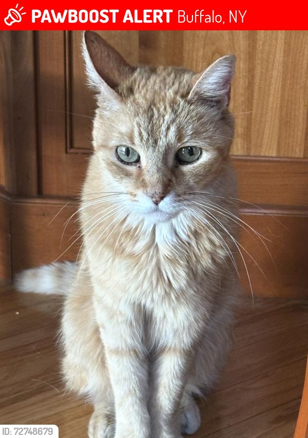 Lost Male Cat last seen Belmont Ave Buffalo , Buffalo, NY 14223