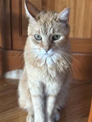 Lost Male Cat last seen Belmont Ave Buffalo , Buffalo, NY 14223