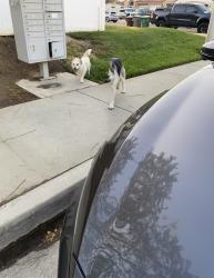 Found/Stray Unknown Dog last seen Kitching-Krameria, Moreno Valley, CA 92551