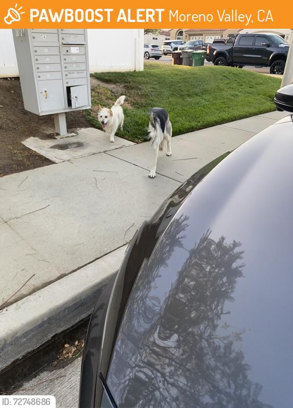 Found/Stray Unknown Dog last seen Kitching-Krameria, Moreno Valley, CA 92551