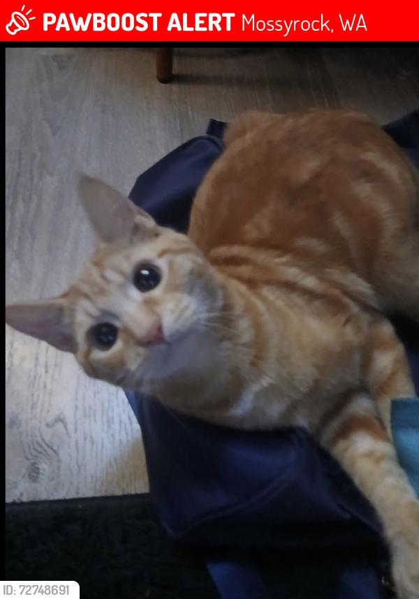 Lost Male Cat last seen Near Williams st mossyrock wa , Mossyrock, WA 98564