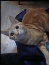Lost Male Cat last seen Near Williams st mossyrock wa , Mossyrock, WA 98564