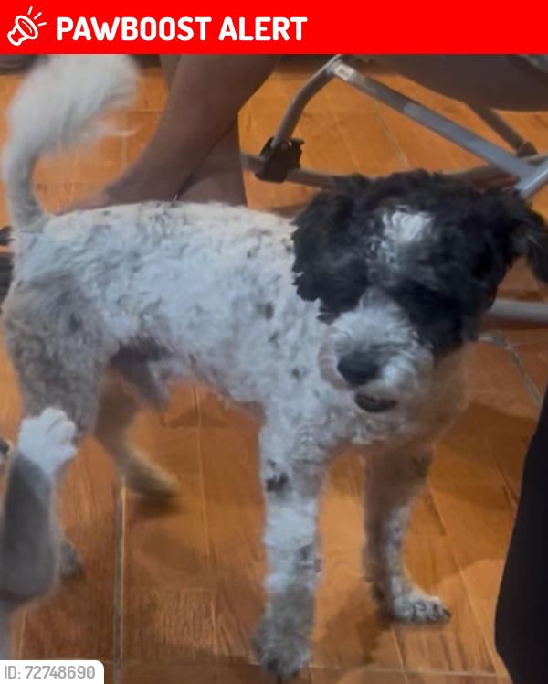 Lost Male Dog last seen Unidad las fuentes Ecatepec , Ecatepec de Morelos, Méx. 