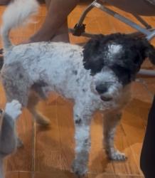Lost Male Dog last seen Unidad las fuentes Ecatepec , Ecatepec de Morelos, Méx. 