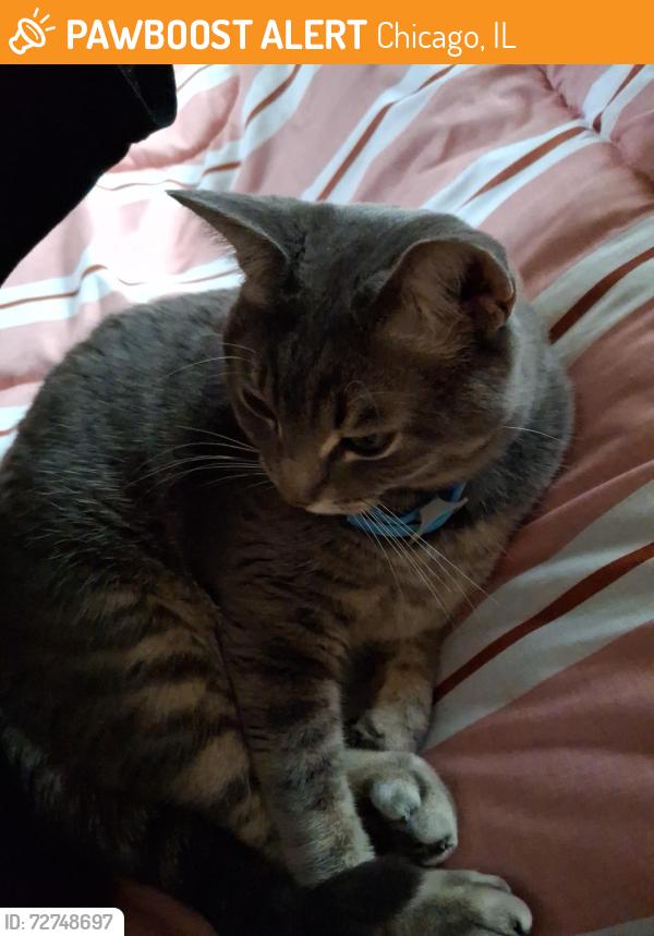 Found/Stray Female Cat last seen Near N Troy St, Chicago, IL 60625