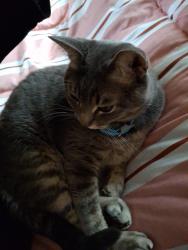 Found/Stray Female Cat last seen Near N Troy St, Chicago, IL 60625