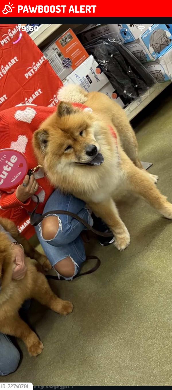 Lost Female Dog last seen NA, Huntington Beach, CA 92648