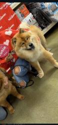 Lost Female Dog last seen NA, Huntington Beach, CA 92648