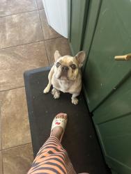 Lost Female Dog last seen Knox, 3rd street, Odessa, TX 79763