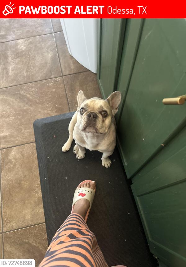 Lost Female Dog last seen Knox, 3rd street, Odessa, TX 79763