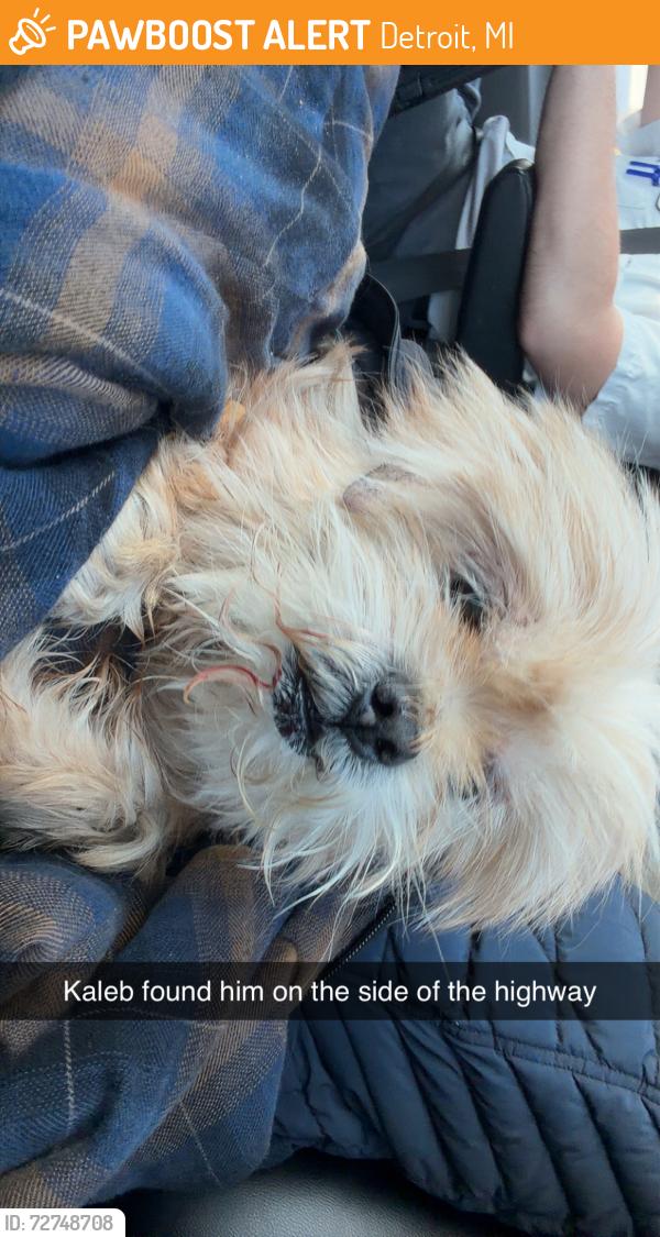 Found/Stray Male Dog last seen Going south of Southfield highway , Detroit, MI 48226