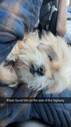 Found/Stray Male Dog last seen Going south of Southfield highway , Detroit, MI 48226