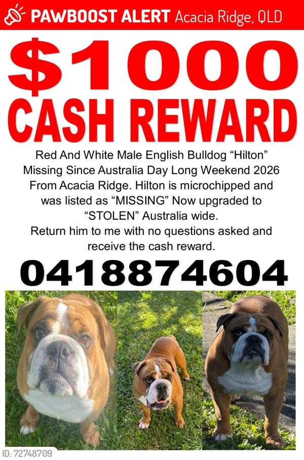 Lost Male Dog last seen Acacia Ridge, Acacia Ridge, QLD 4110