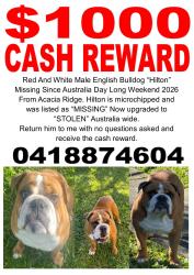 Lost Male Dog last seen Acacia Ridge, Acacia Ridge, QLD 4110
