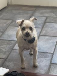 Found/Stray Female Dog last seen Seasons Ave.  Near pebble, Henderson, NV 89074