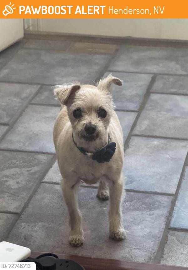 Found/Stray Female Dog last seen Seasons Ave.  Near pebble, Henderson, NV 89074