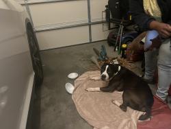 Found/Stray Male Dog last seen San Marco ests on San Marco Drive off of Ridge Road , Hopkins, SC 29061