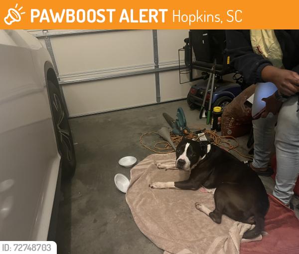 Found/Stray Male Dog last seen San Marco ests on San Marco Drive off of Ridge Road , Hopkins, SC 29061