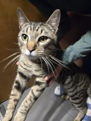 Found/Stray Male Cat last seen Madison , Spokane, WA 99206