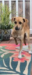 Found/Stray Female Dog last seen Zeller Street and Klauber Ave., San Diego, CA 92114