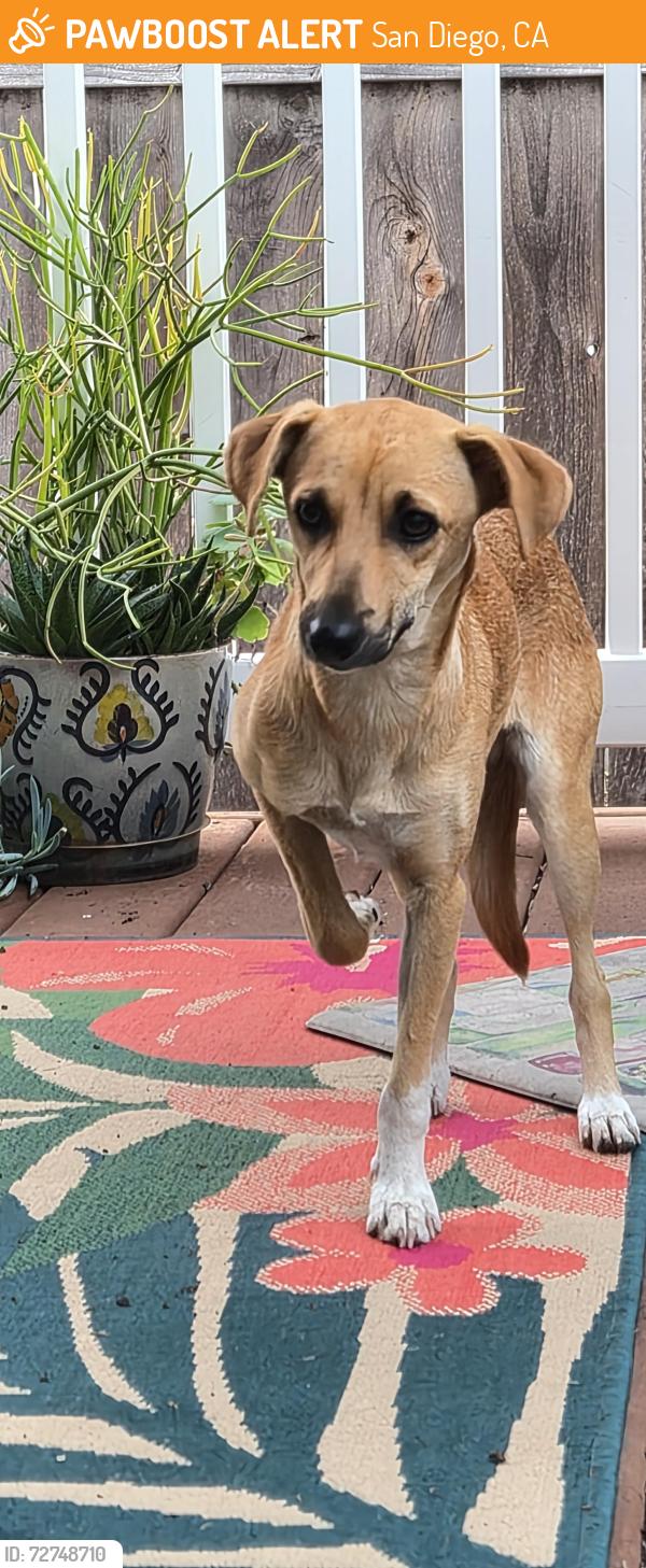 Found/Stray Female Dog last seen Zeller Street and Klauber Ave., San Diego, CA 92114