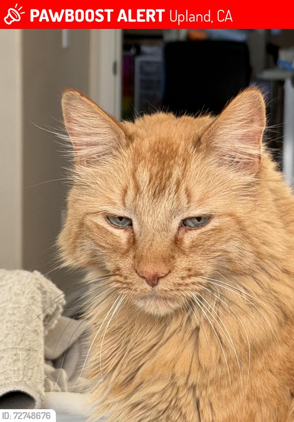 Lost Male Cat last seen Justine Way, Upland, Upland, CA 91784