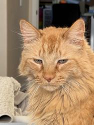 Lost Male Cat last seen Justine Way, Upland, Upland, CA 91784