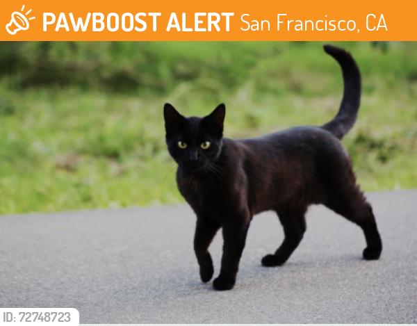 Found/Stray Unknown Cat last seen 34th at MLK, San Francisco, CA 94121