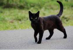 Found/Stray Unknown Cat last seen 34th at MLK, San Francisco, CA 94121