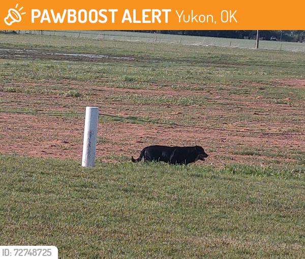 Found/Stray Male Dog last seen Taylor Park fields Yukon , Yukon, OK 73099