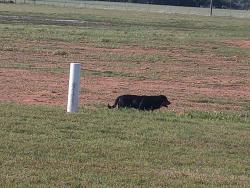 Found/Stray Male Dog last seen Taylor Park fields Yukon , Yukon, OK 73099