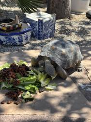 Lost Male Other last seen Palo verde and James , Yuma, AZ 85365
