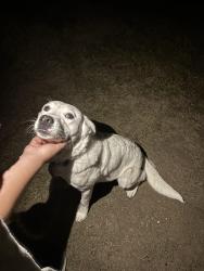 Found/Stray Male Dog last seen River ridge community , Austin, TX 78747