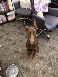 Found/Stray Male Dog last seen Kroger near TCU, Fort Worth, TX 76109