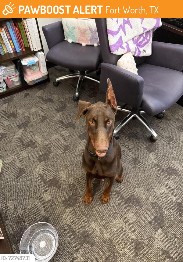 Found/Stray Male Dog last seen Kroger near TCU, Fort Worth, TX 76109