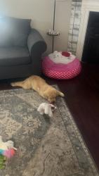 Lost Female Dog last seen Near Riverside Dr by the high school , Lake Elsinore, CA 92530