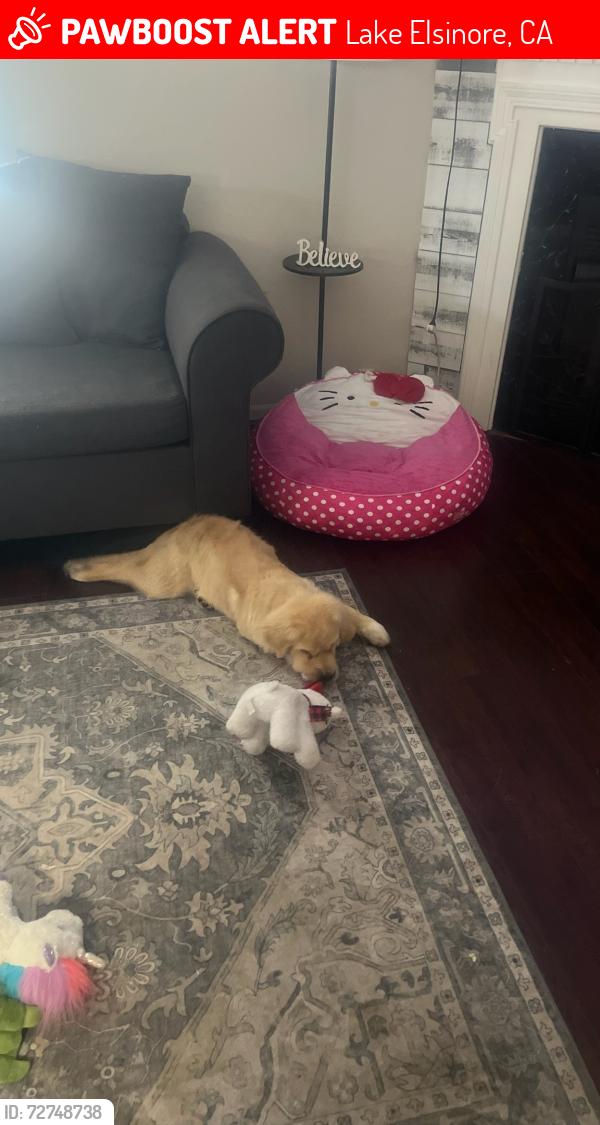 Lost Female Dog last seen Near Riverside Dr by the high school , Lake Elsinore, CA 92530