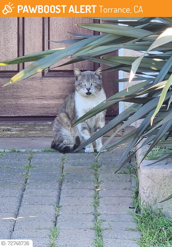 Found/Stray Unknown Cat last seen 189th St. And Falda, Torrance, CA 90504