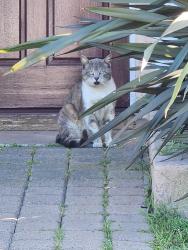 Found/Stray Unknown Cat last seen 189th St. And Falda, Torrance, CA 90504