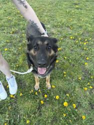 Found/Stray Female Dog last seen Public storage, Olympia, WA 98506
